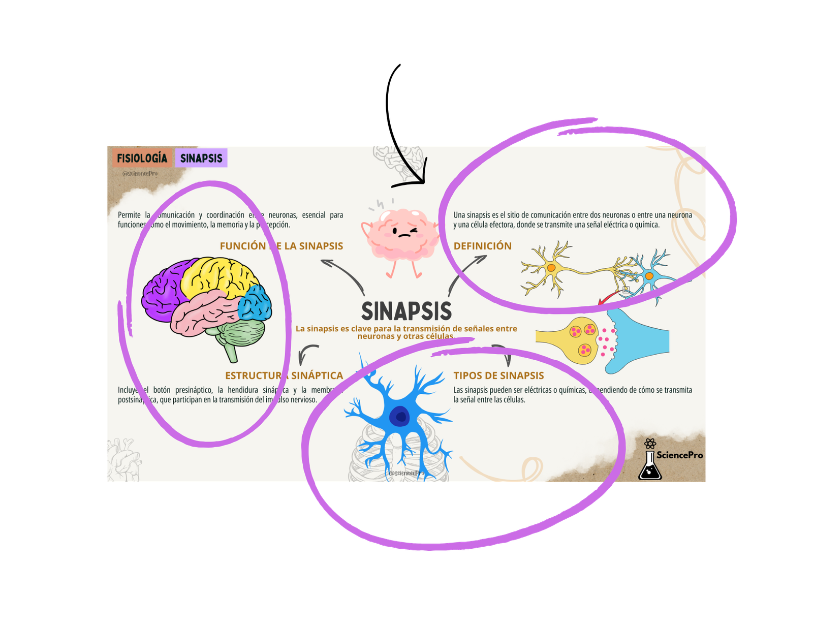 MAPAS MENTALESBIOQUÍMICA (38)