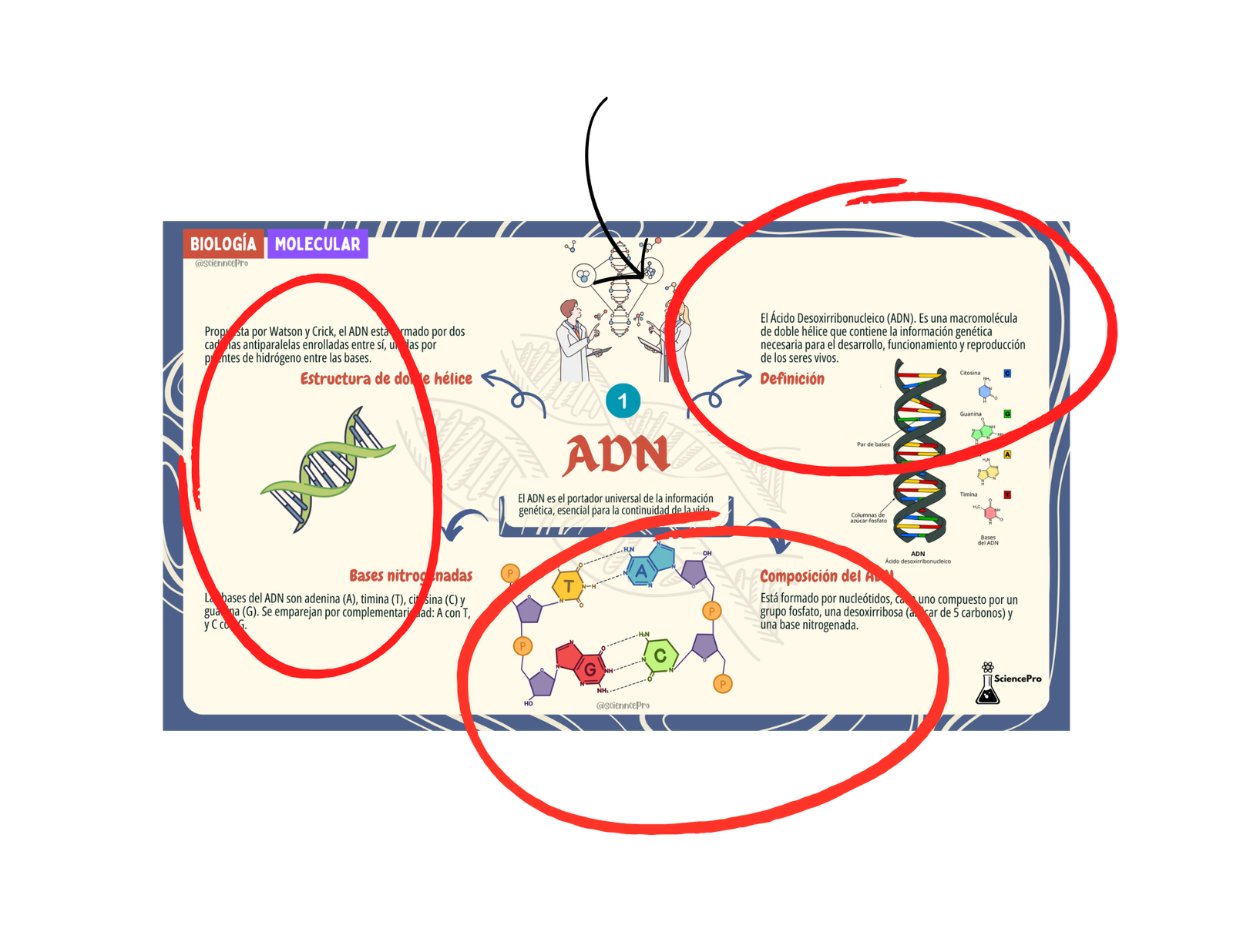MAPAS MENTALESBIOQUÍMICA (54)