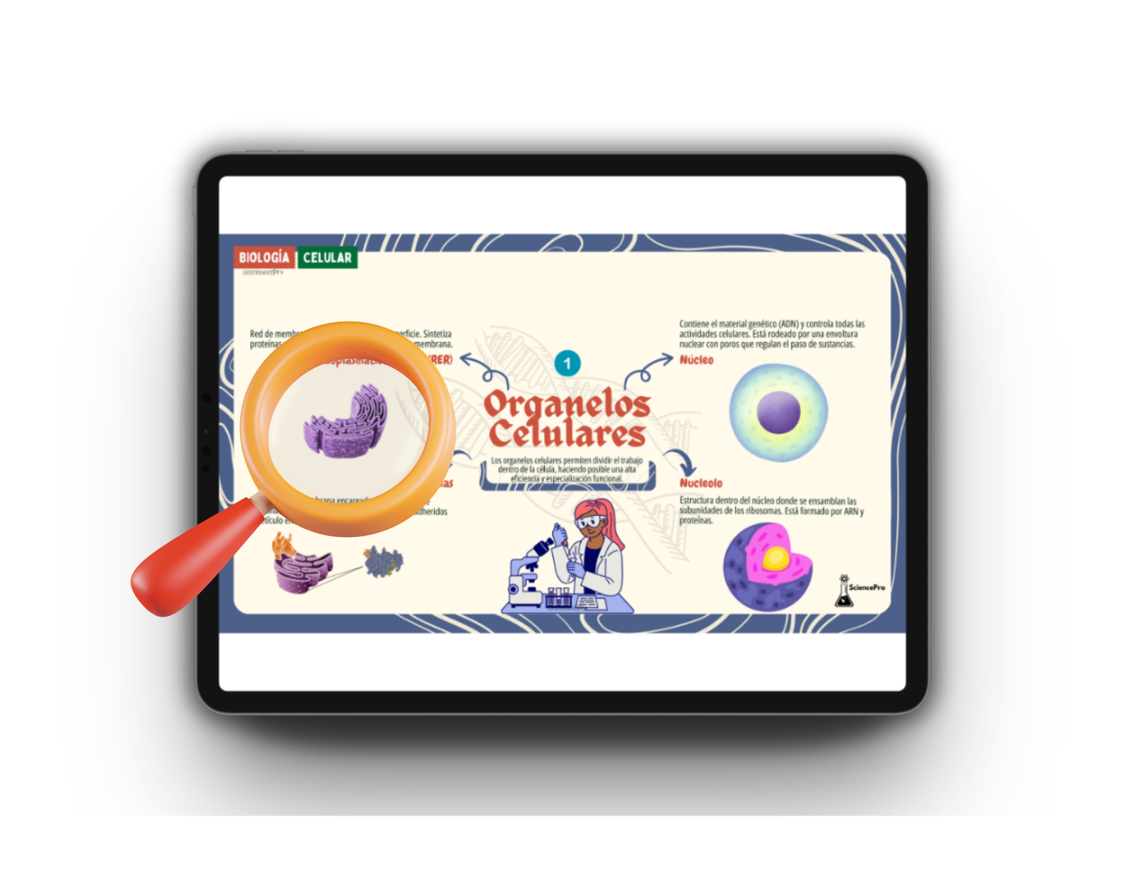 MAPAS MENTALESBIOQUÍMICA (56)
